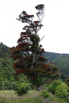 Pohutukawa-Tree