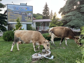 Kühe in Kalinovik